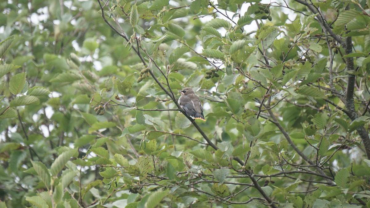 Cedar Waxwing - ML627709281