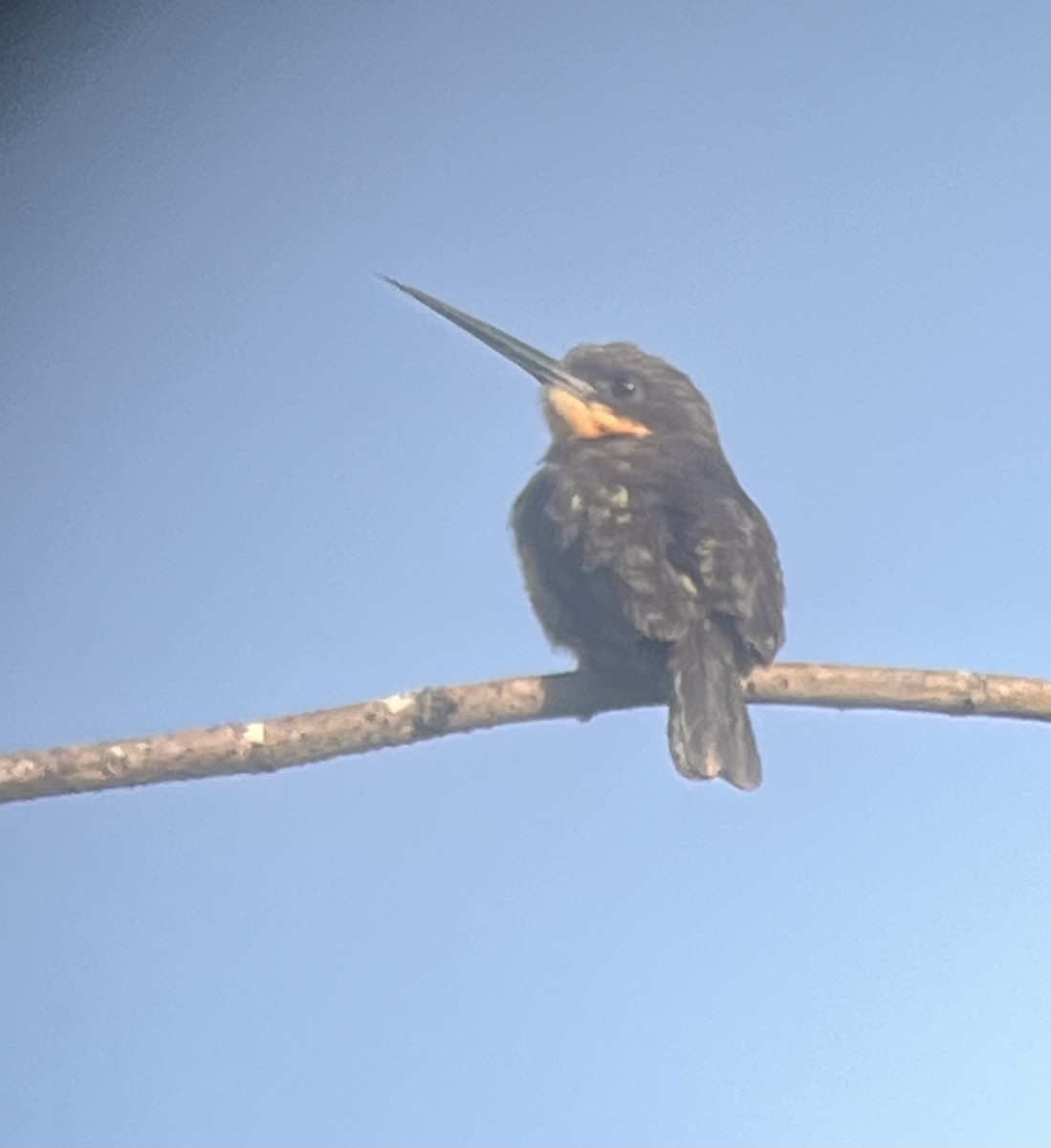 Dusky-backed Jacamar - ML627709287