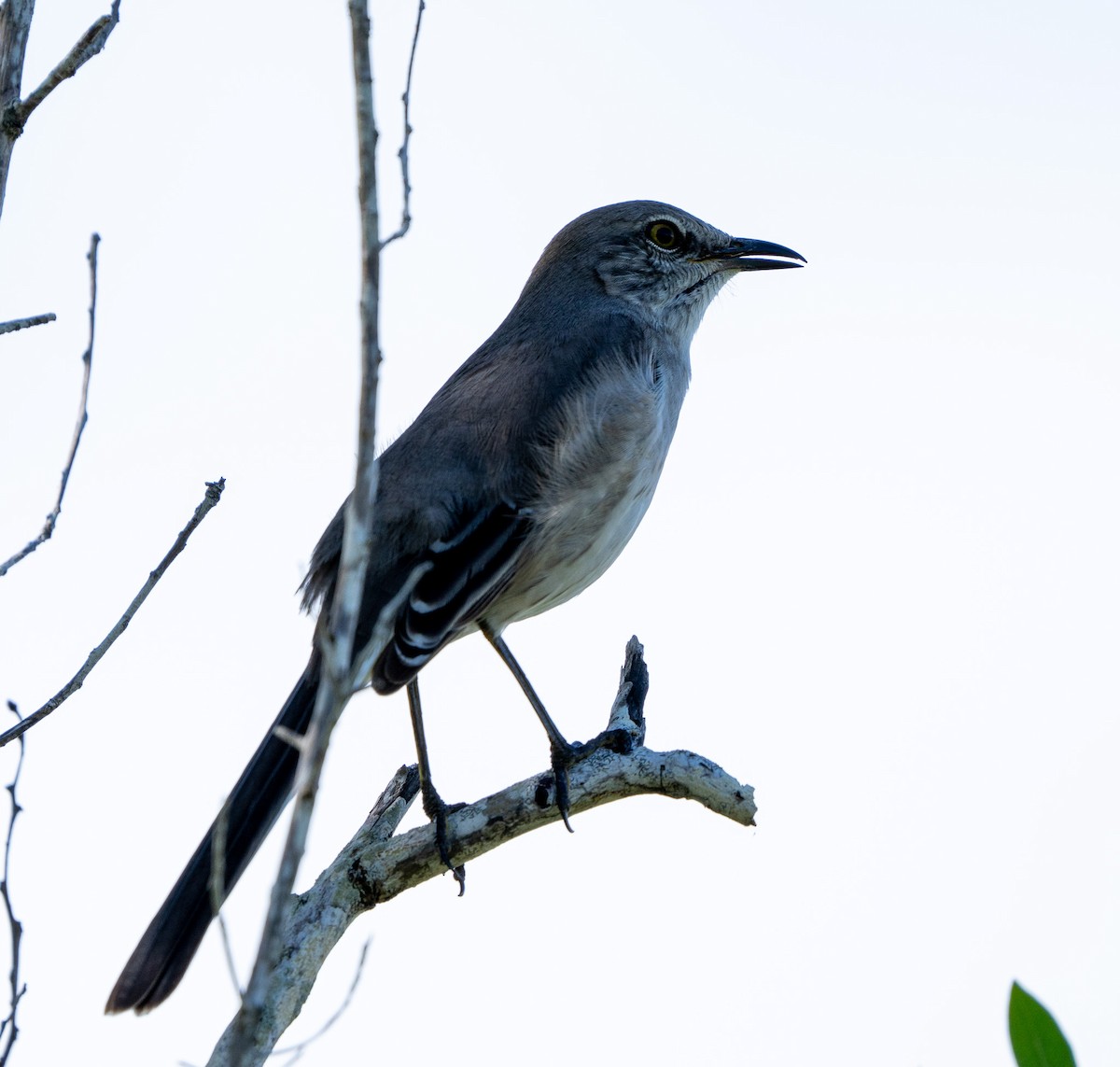 Northern Mockingbird - ML627709310