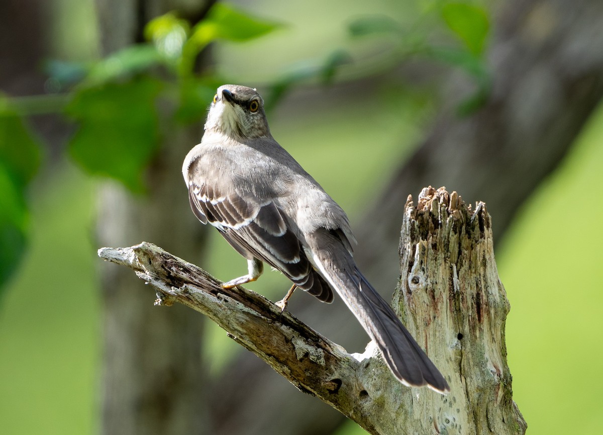 Northern Mockingbird - ML627709311