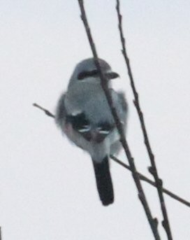 Northern Shrike - ML627709319