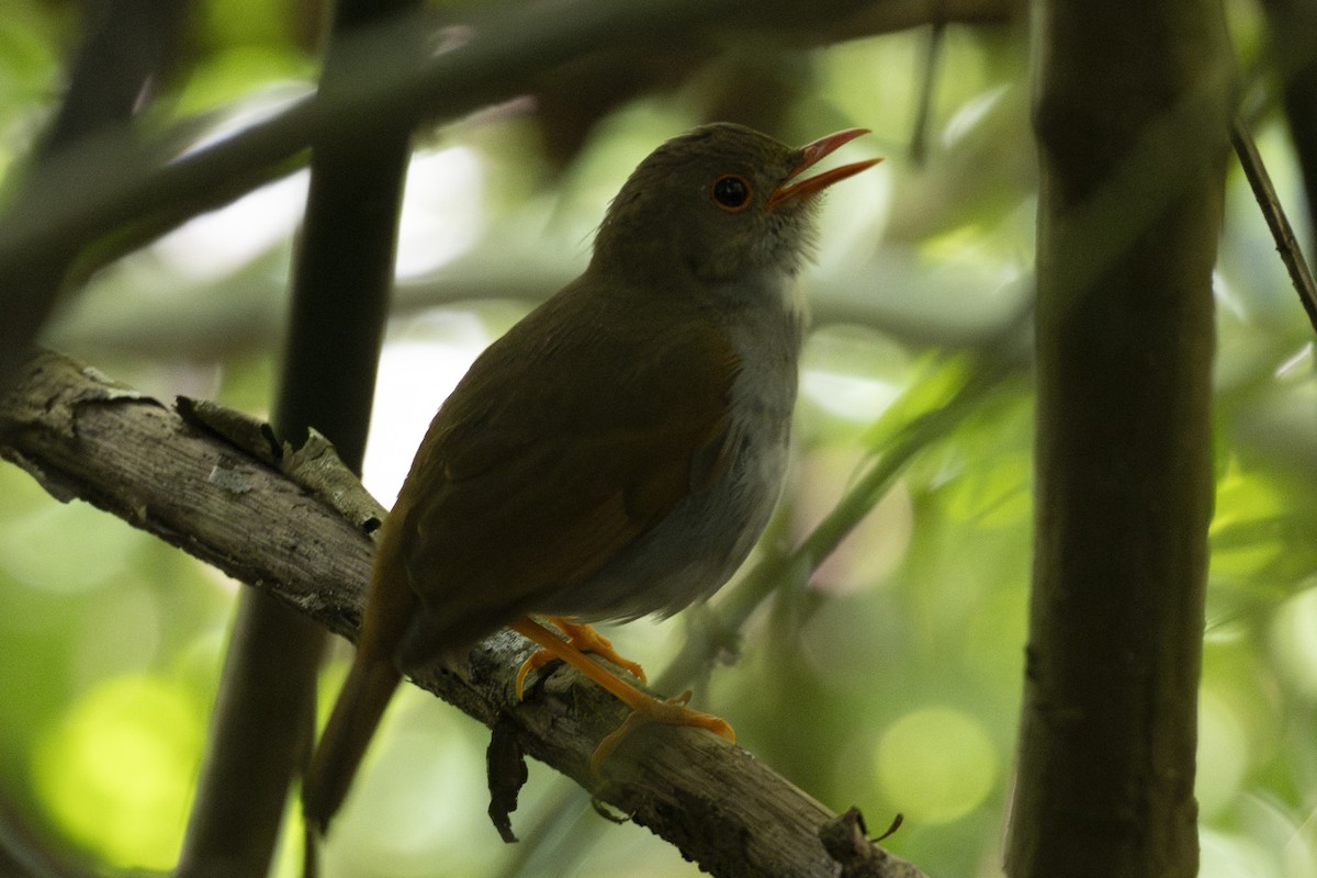 Orange-billed Nightingale-Thrush - ML627709324