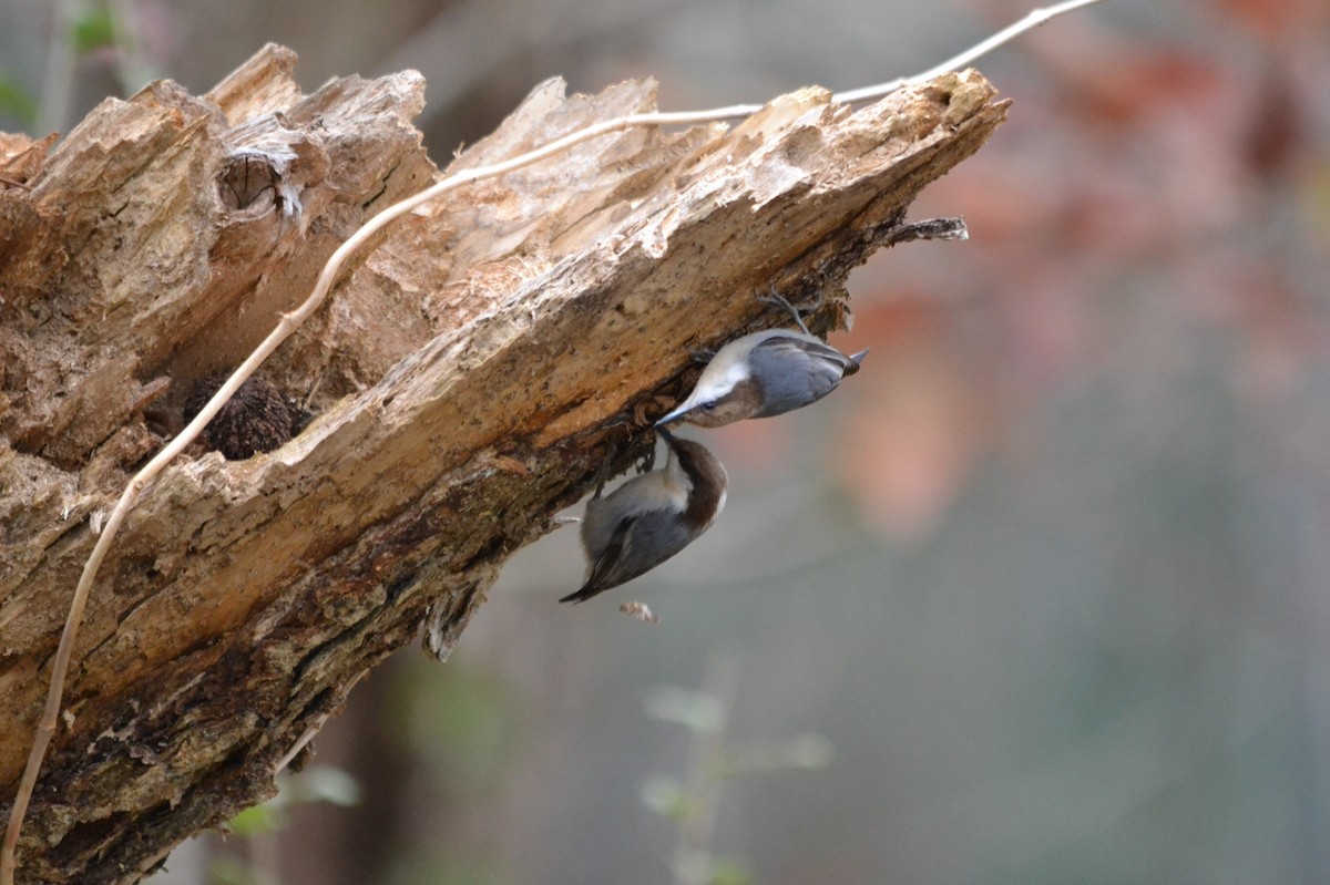 Brown-headed Nuthatch - ML627709327