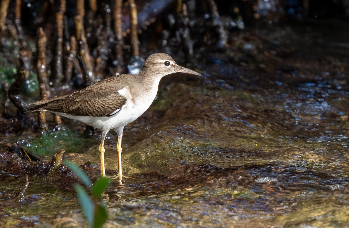 Spotted Sandpiper - ML627709328