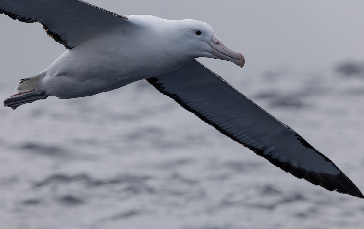 Southern Royal Albatross - ML627709329