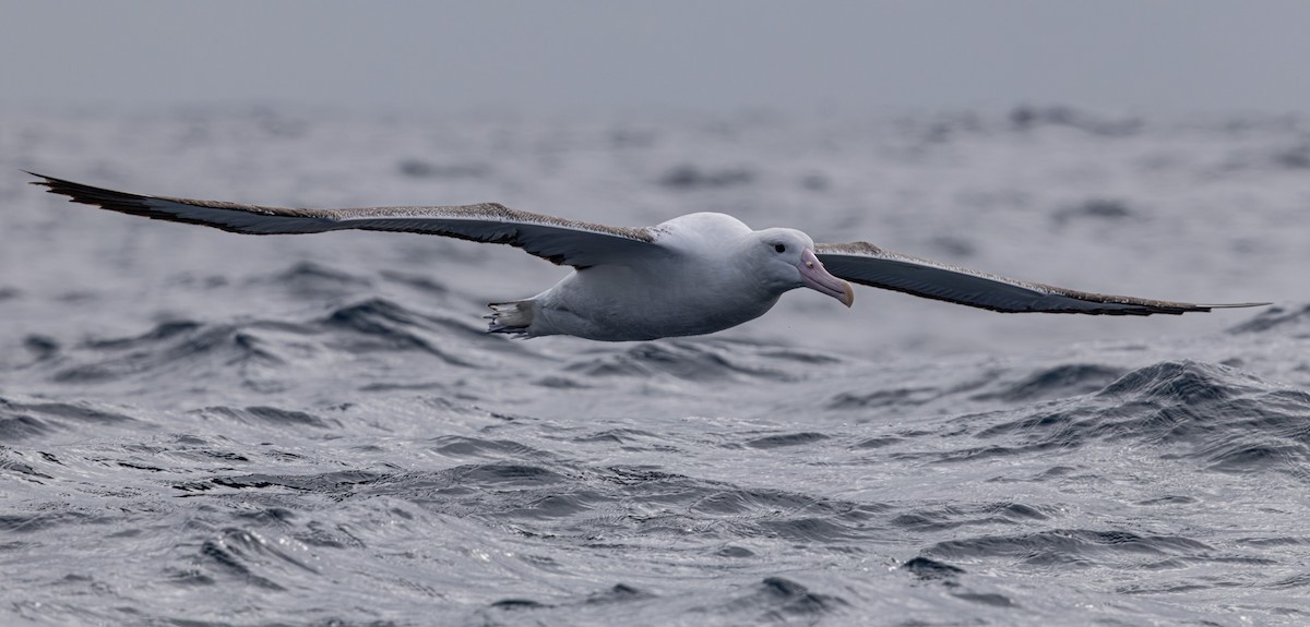 Southern Royal Albatross - ML627709330