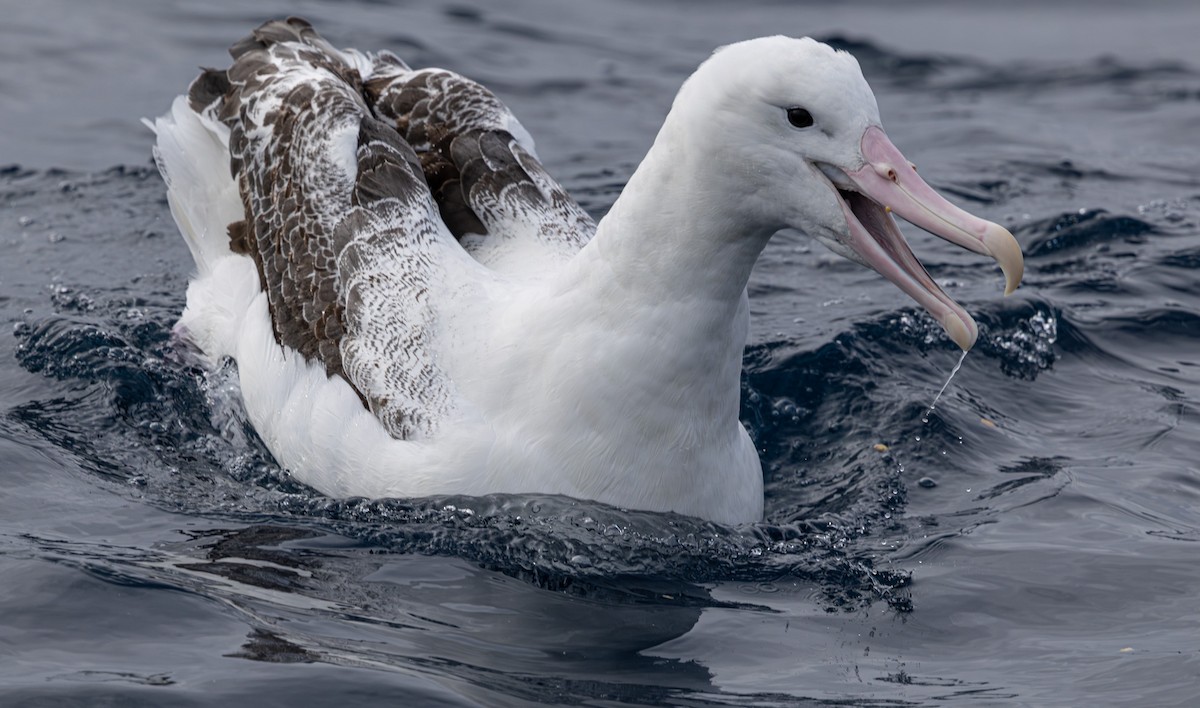 Southern Royal Albatross - ML627709331