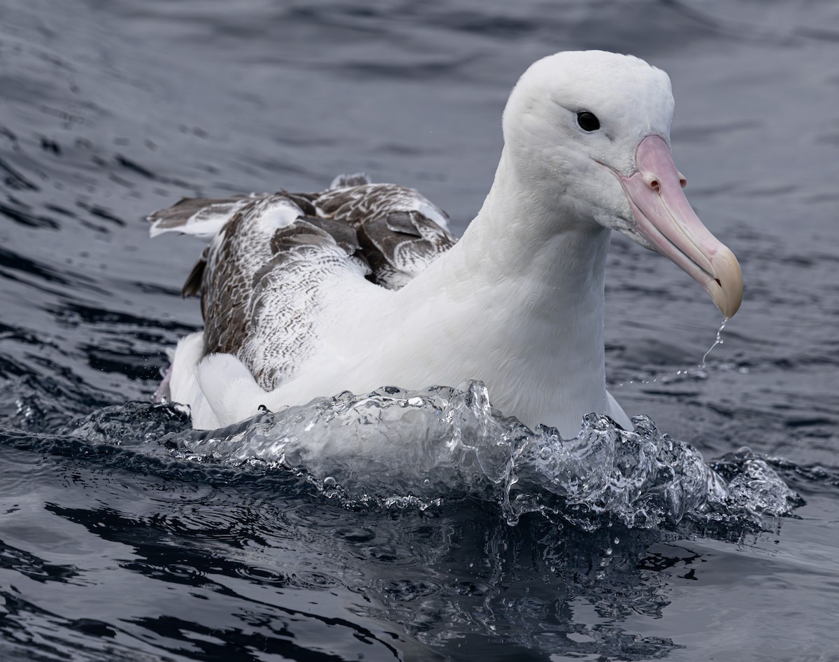 Southern Royal Albatross - ML627709332