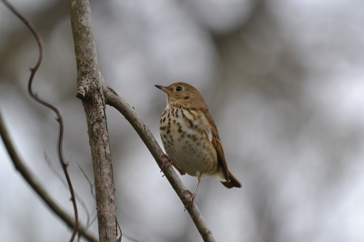 Hermit Thrush - ML627709344