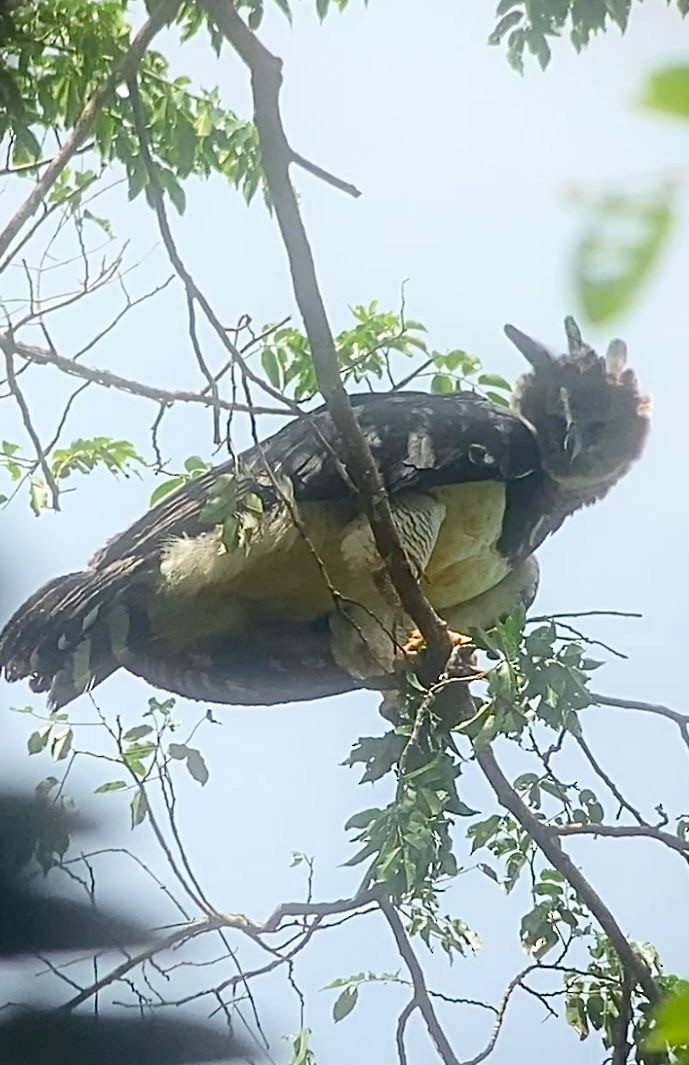 Harpy Eagle - ML627709354