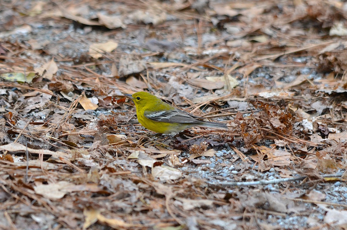 Pine Warbler - ML627709357