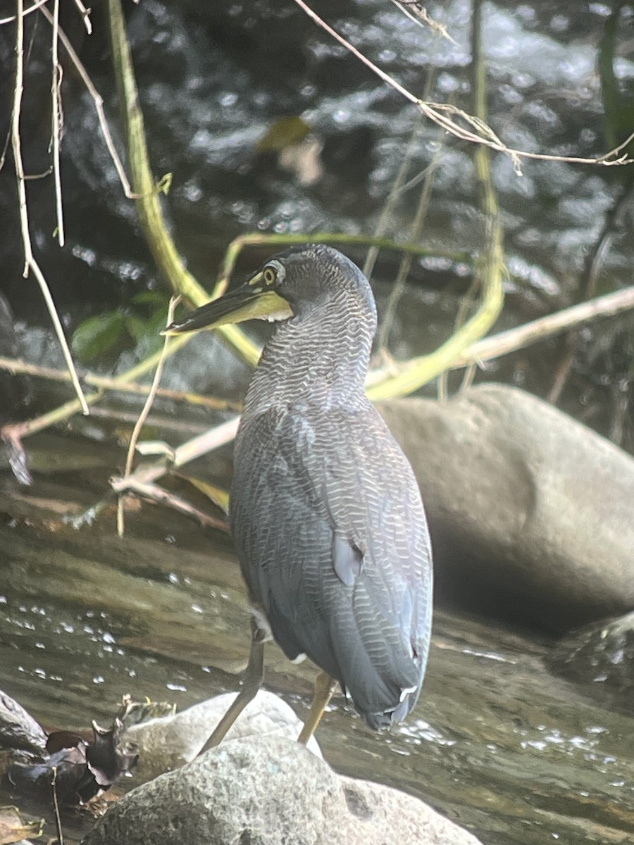 Fasciated Tiger-Heron - ML627709385
