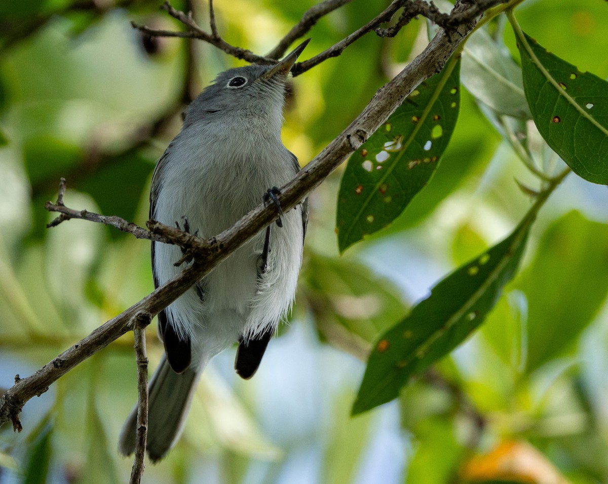 Blue-gray Gnatcatcher - ML627709387