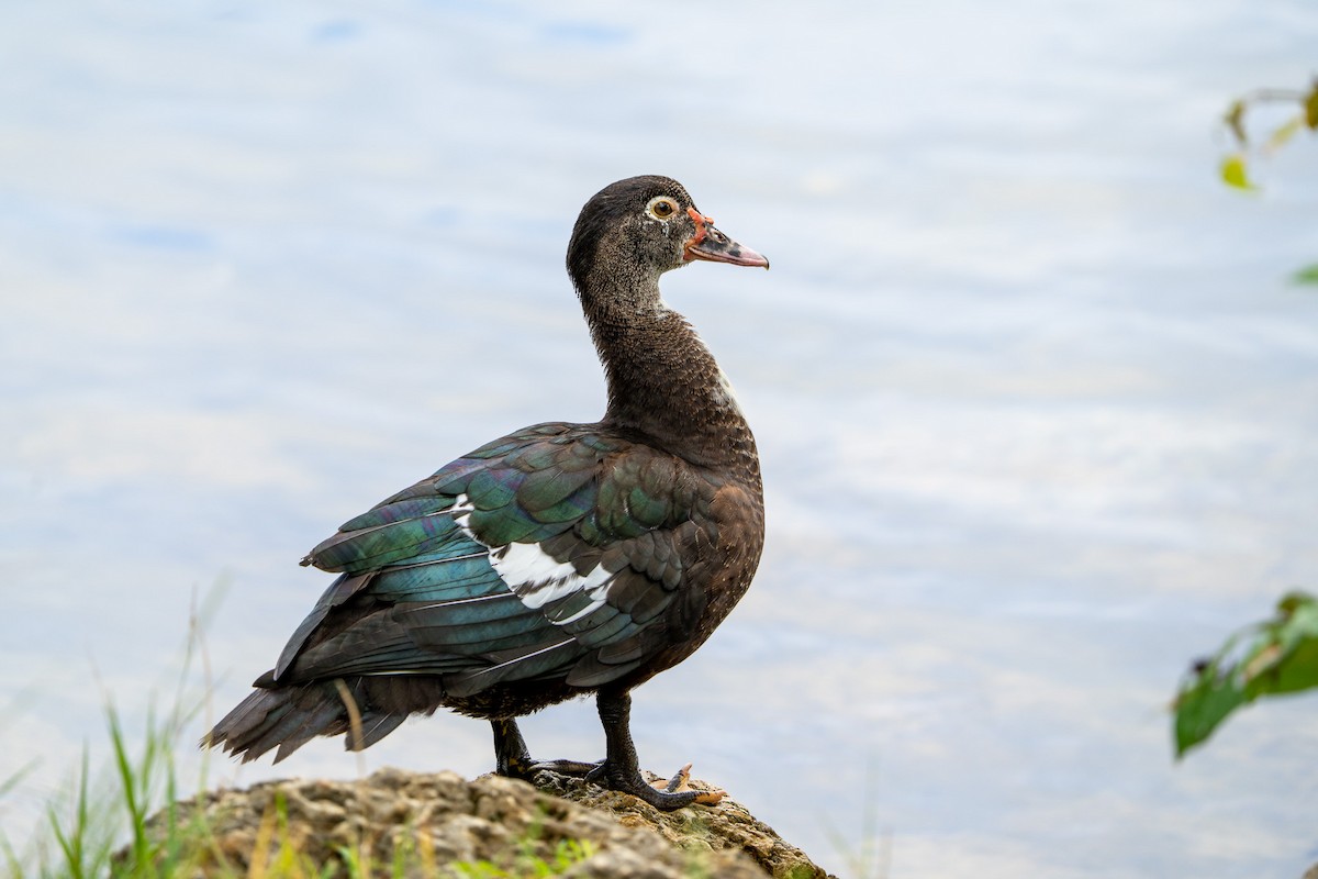 Muscovy Duck (Domestic type) - ML627709401