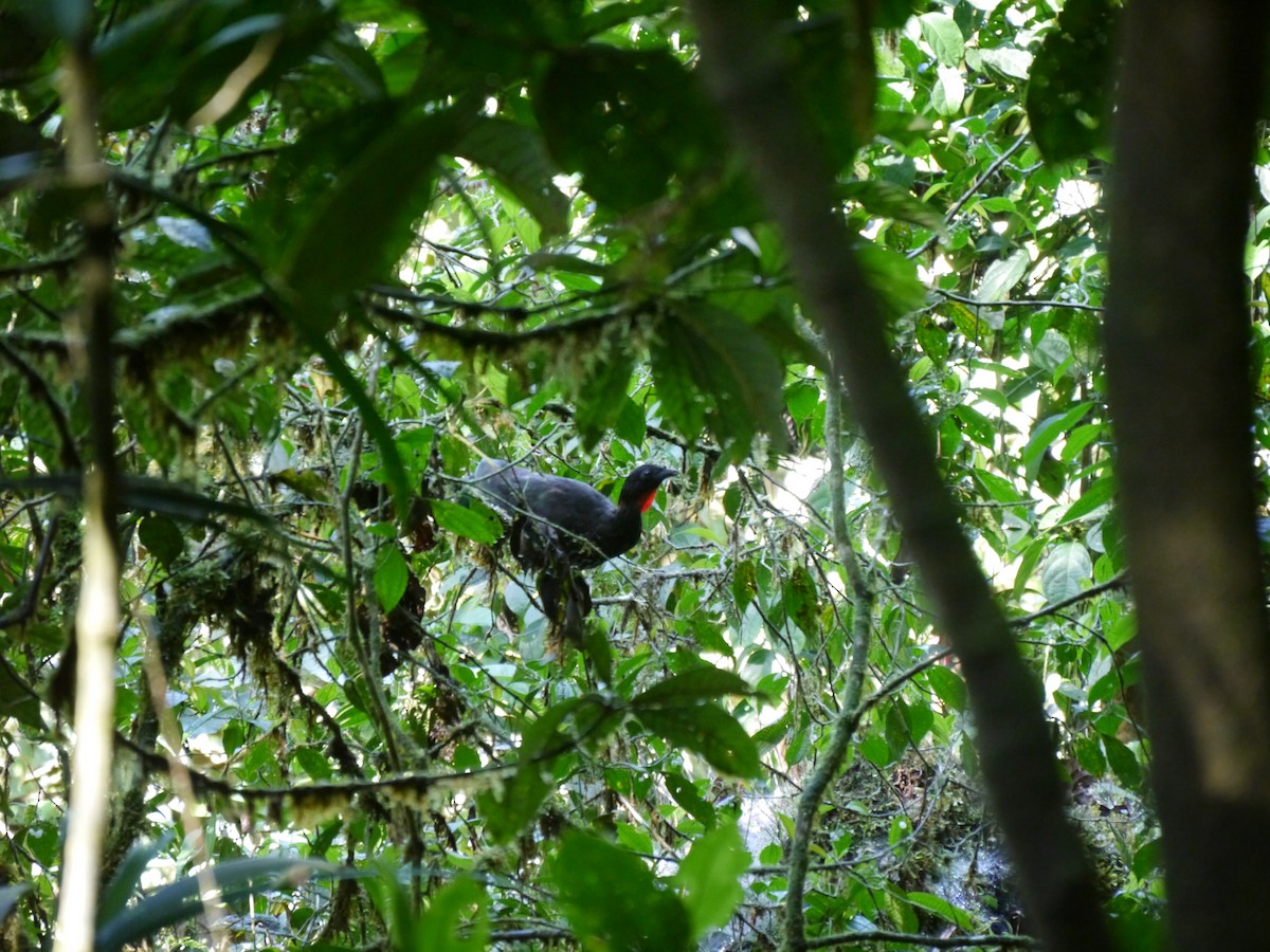 Crested Guan - ML627709447