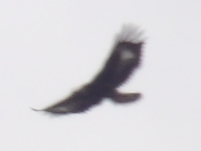 Golden Eagle - ML627709480