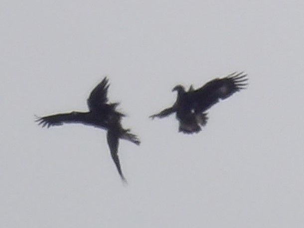 Golden Eagle - ML627709481