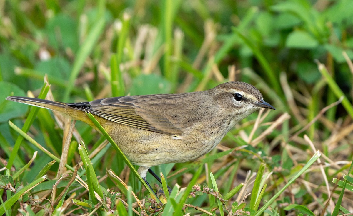 Yellow-rumped Warbler - ML627709509