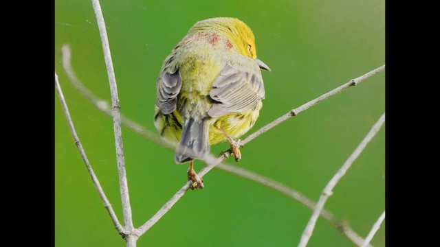 Prairie Warbler - ML627709510