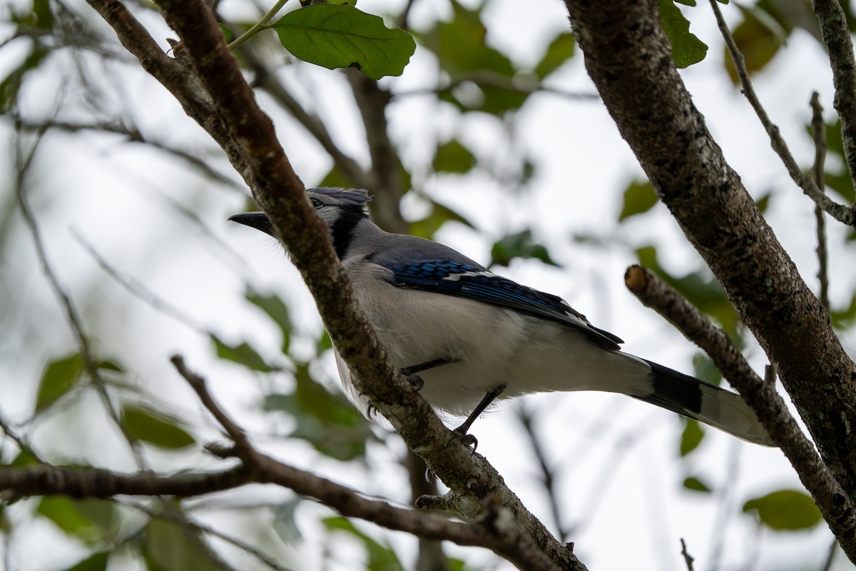 Blue Jay - ML627709515