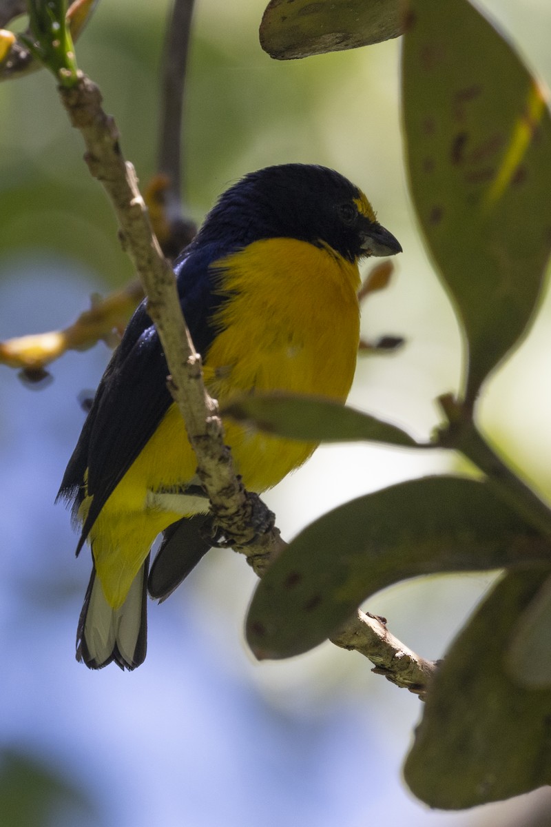 Yellow-throated Euphonia - ML627709516