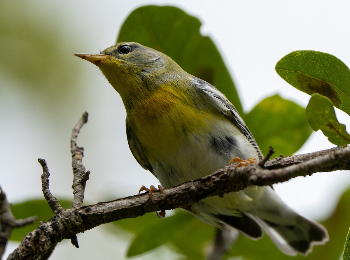 Northern Parula - ML627709524