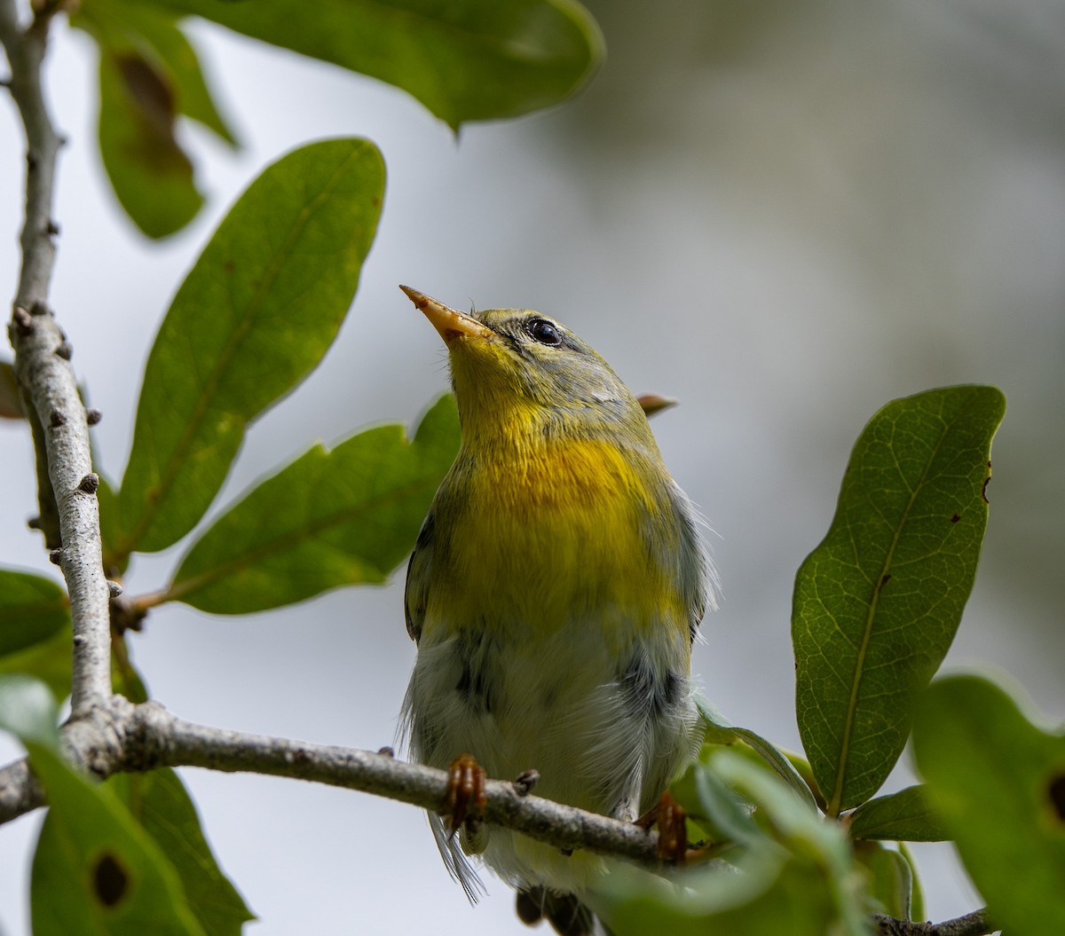 Northern Parula - ML627709525