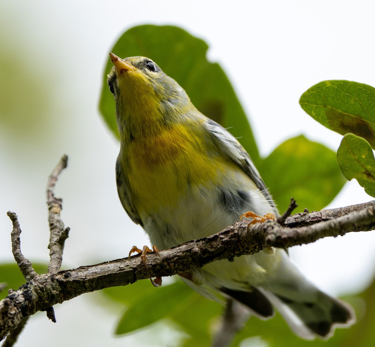 Northern Parula - ML627709526