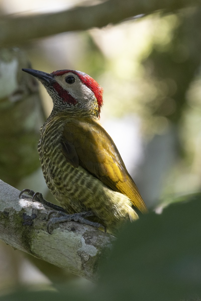 Golden-olive Woodpecker - ML627709555