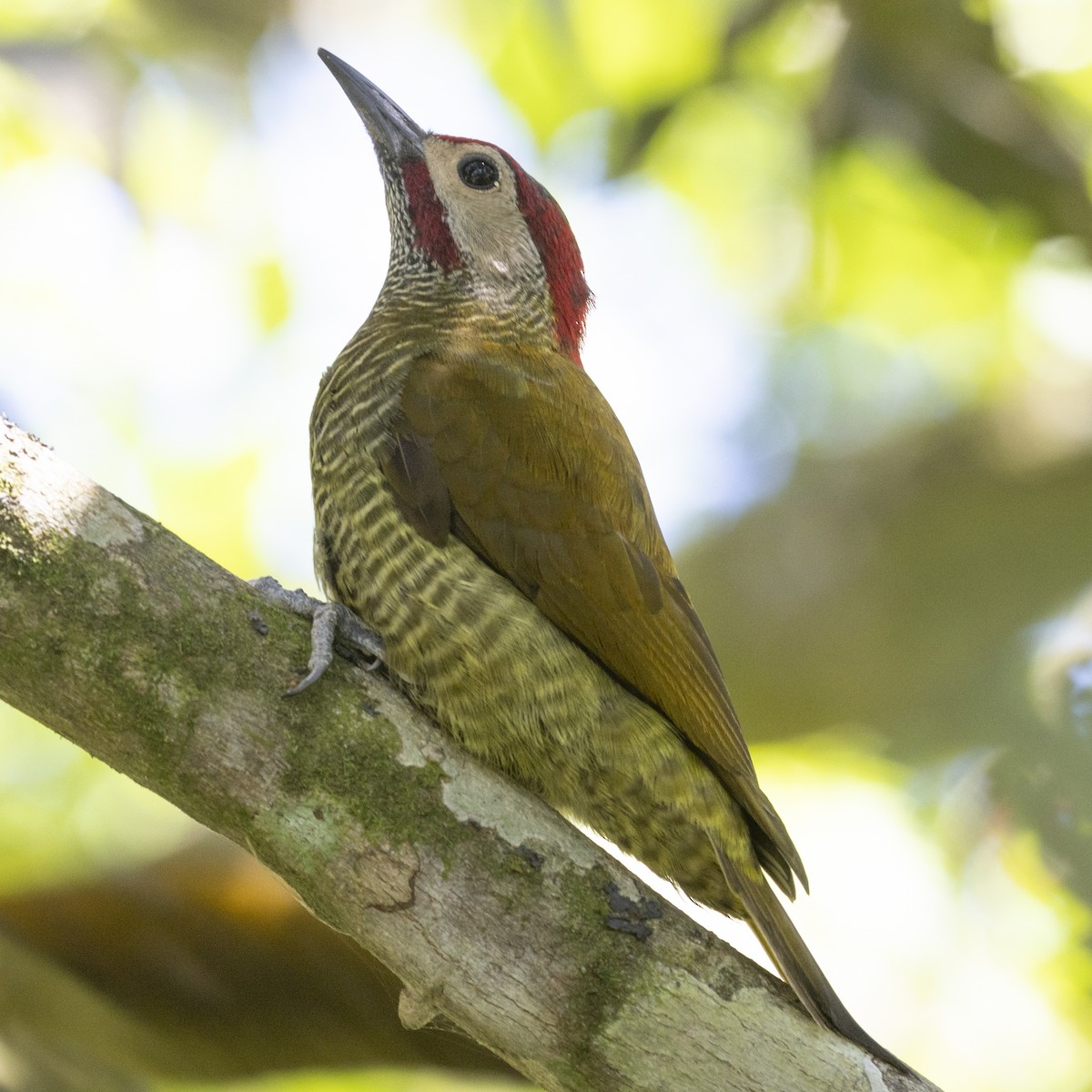 Golden-olive Woodpecker - ML627709556