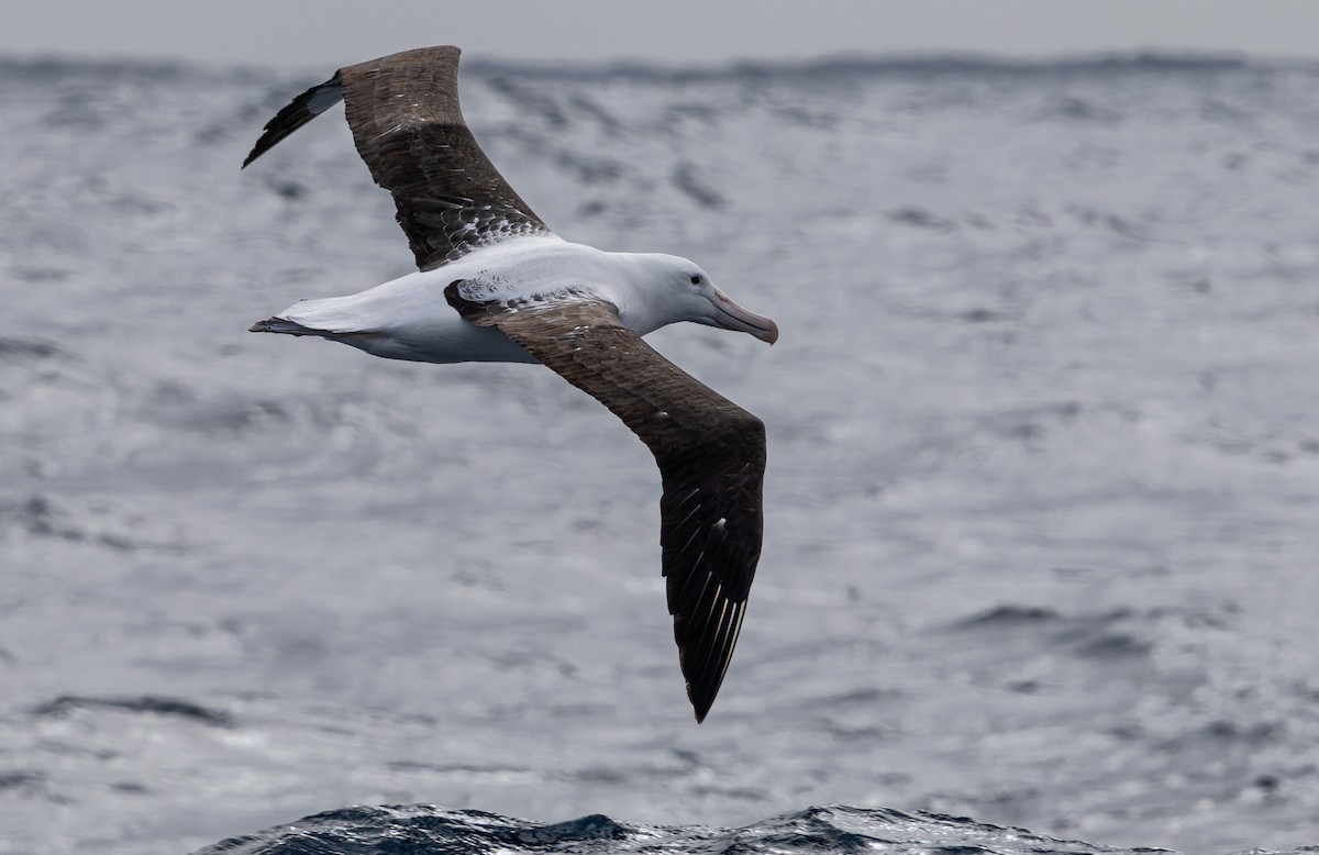 Northern Royal Albatross - ML627709577