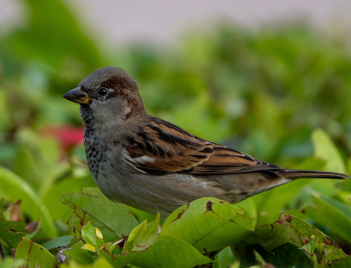 House Sparrow - ML627709588