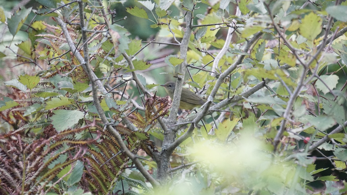 Mourning Warbler - ML627709621