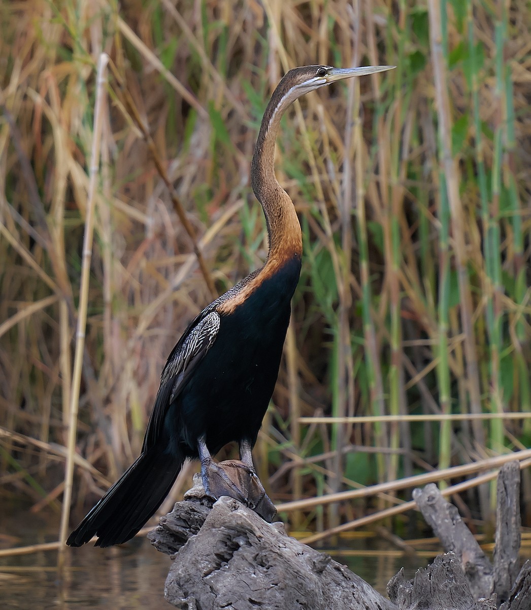 African Darter - ML627709639