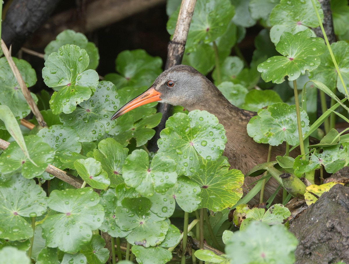 Ecuadorian Rail - ML627709653