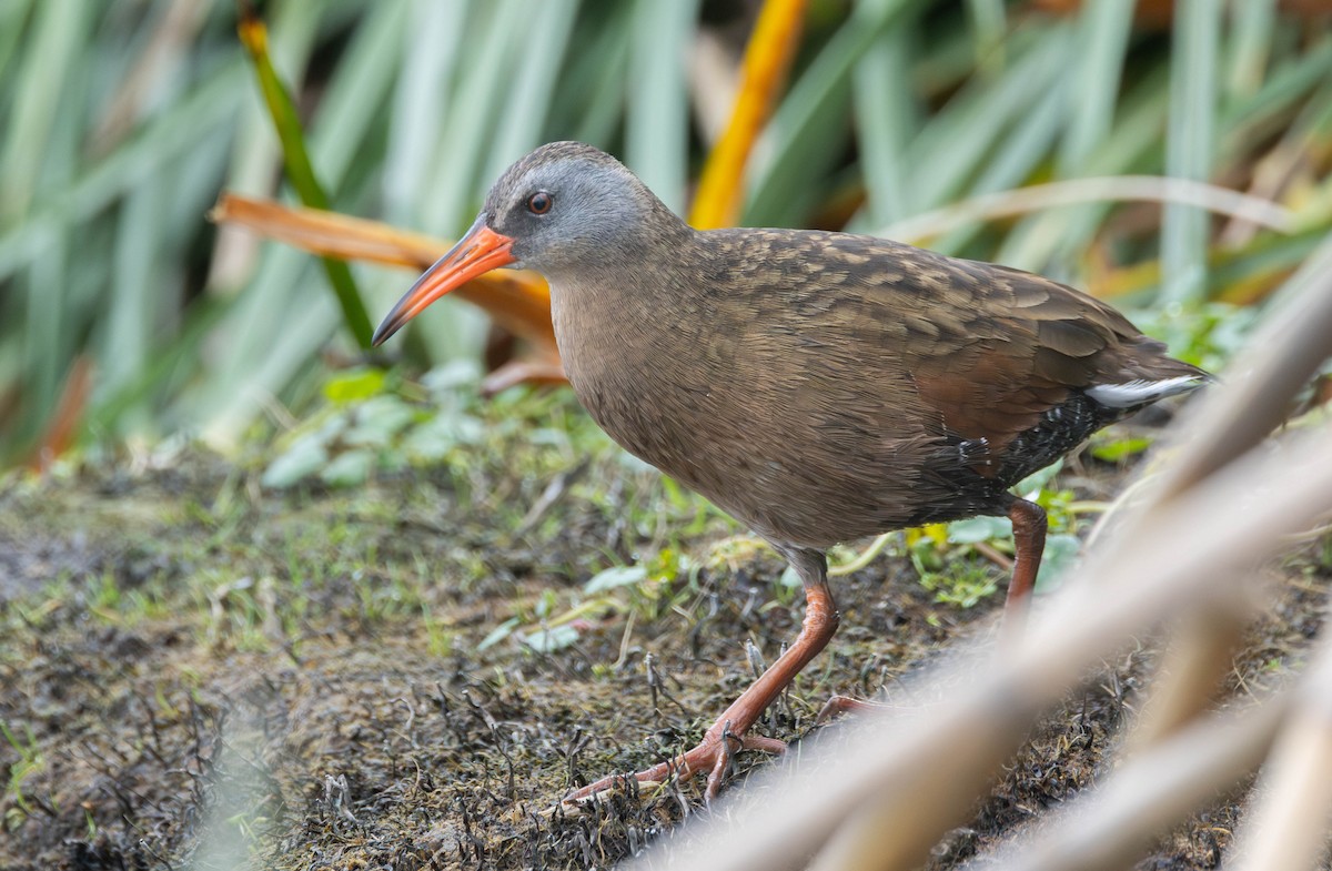 Ecuadorian Rail - ML627709655