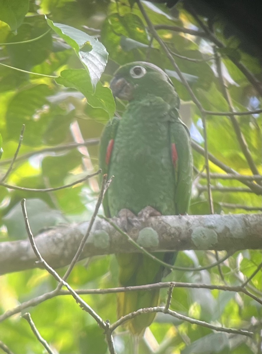 Mealy Amazon - ML627709699