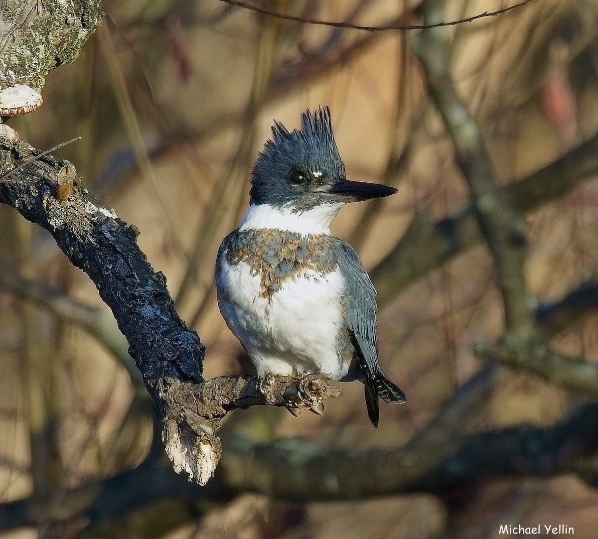 Belted Kingfisher - ML627709701