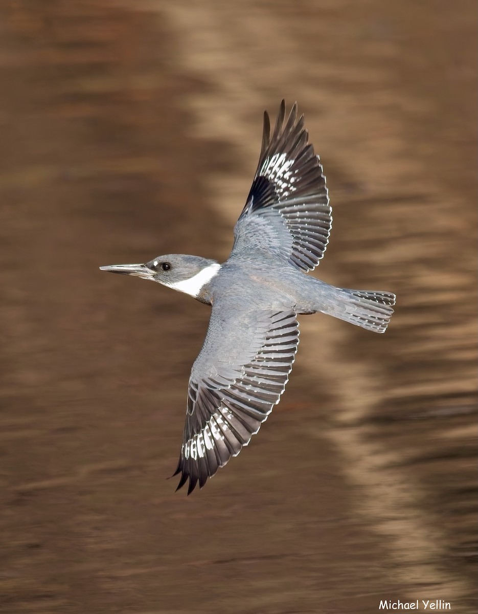 Martin-pêcheur d'Amérique - ML627709705