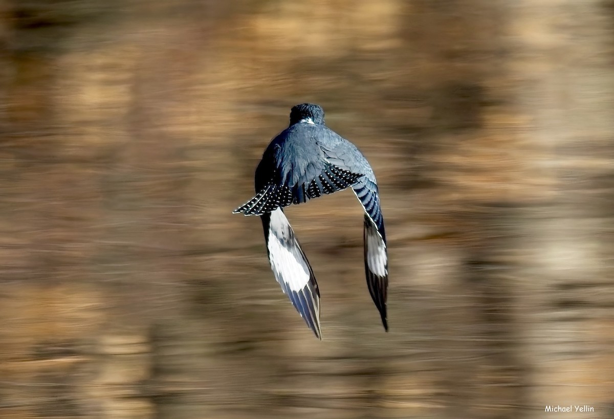 Martin-pêcheur d'Amérique - ML627709714