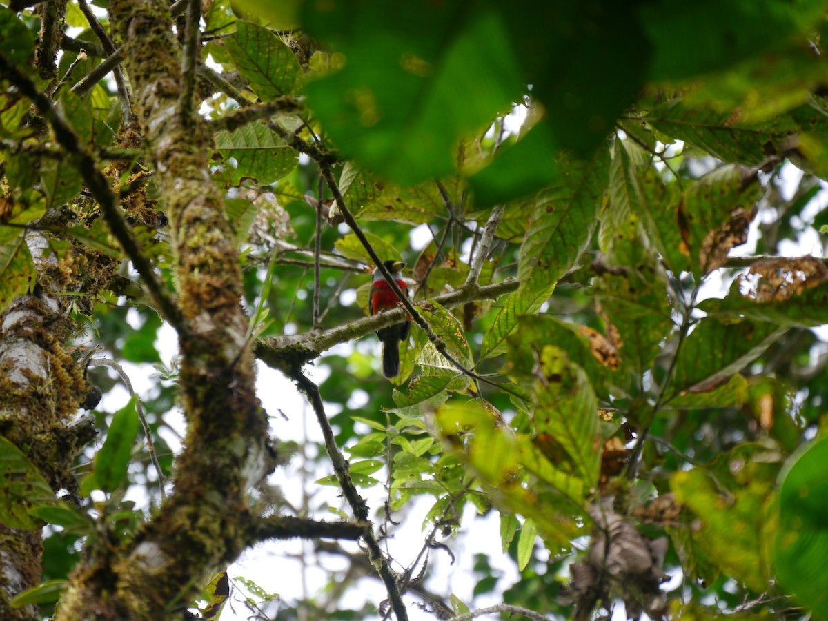 Toucan Barbet - ML627709717