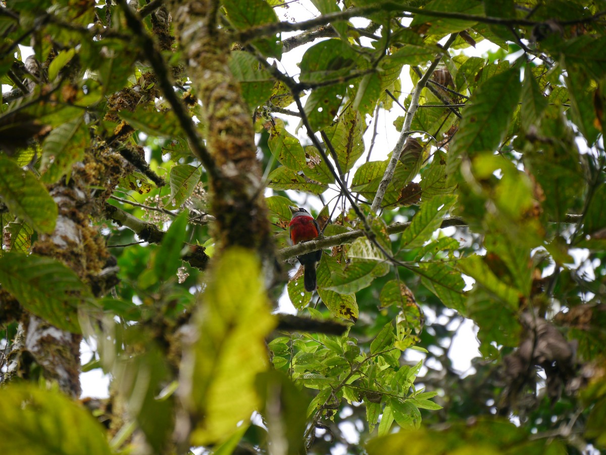 Toucan Barbet - ML627709718