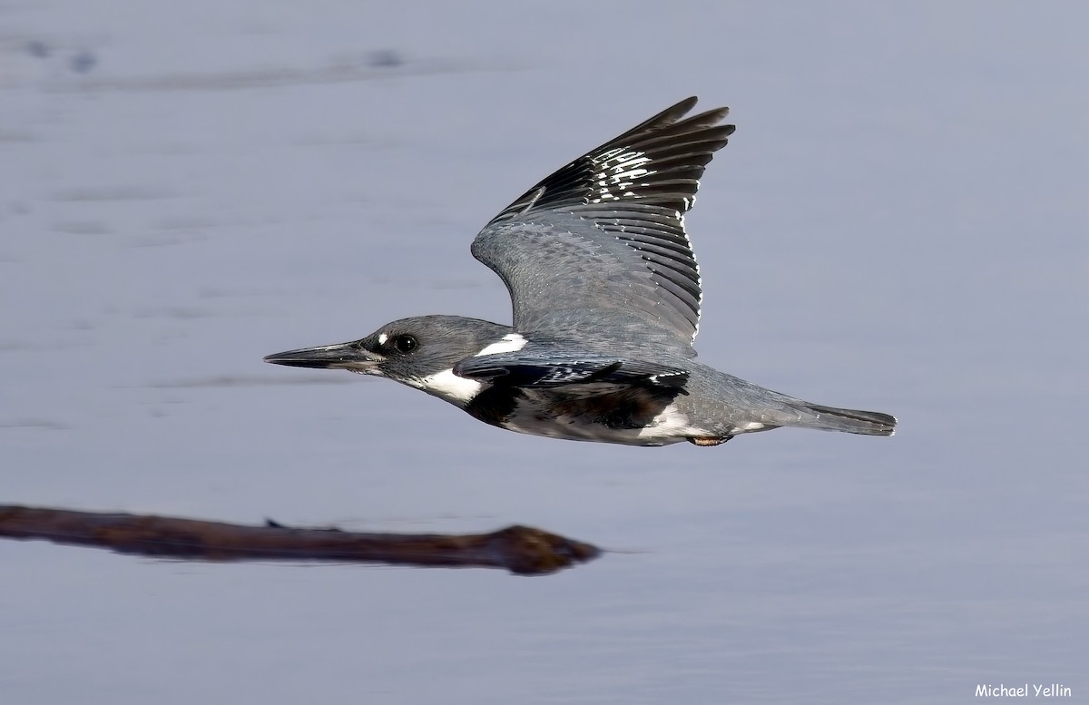 Martin-pêcheur d'Amérique - ML627709724