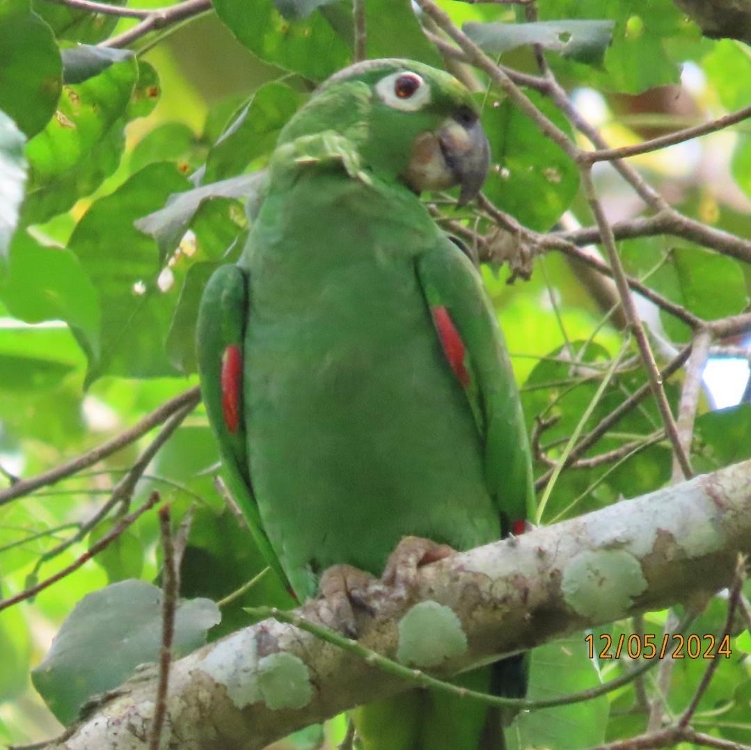 Mealy Amazon - ML627709740