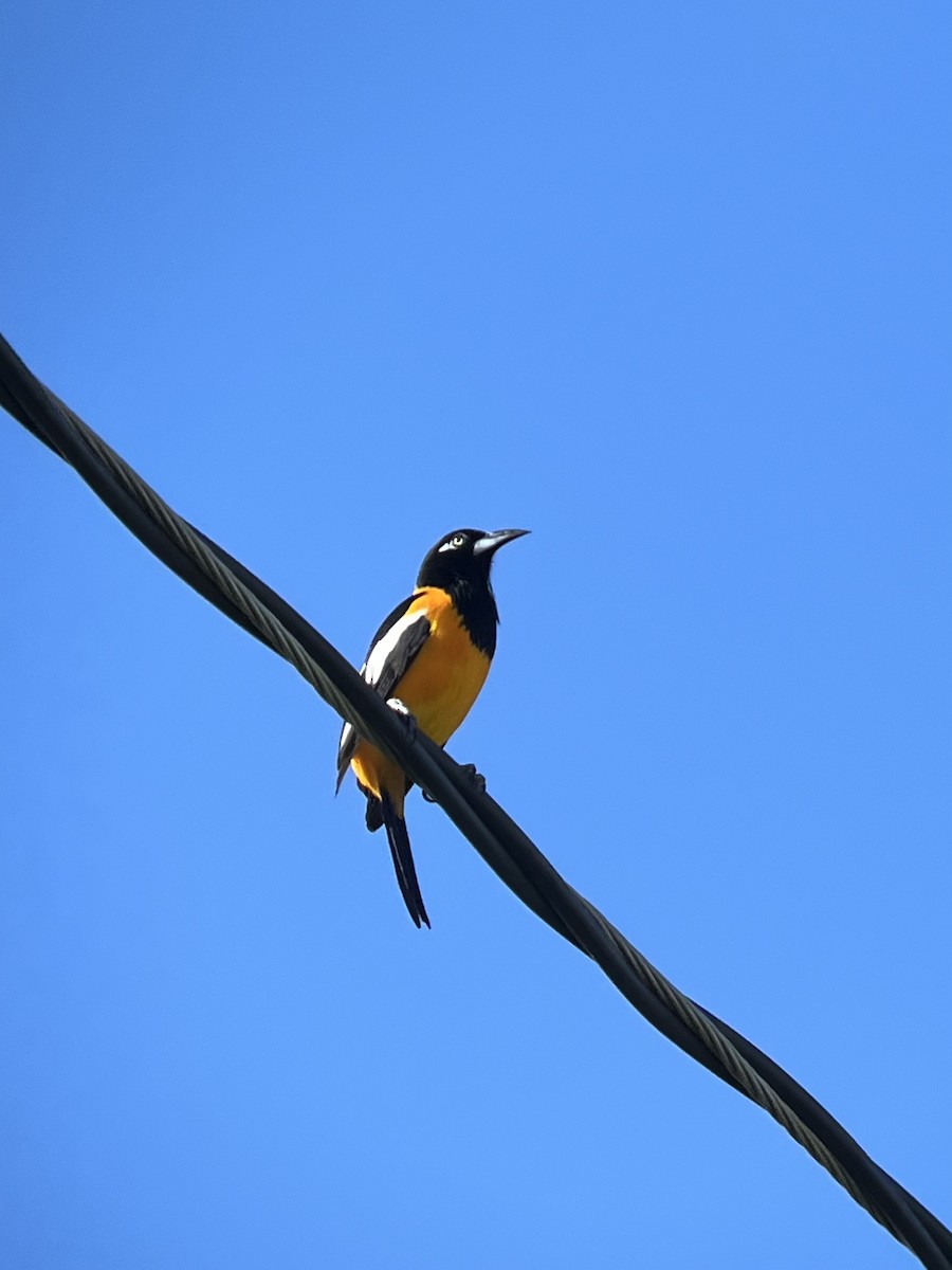 Venezuelan Troupial - ML627709766