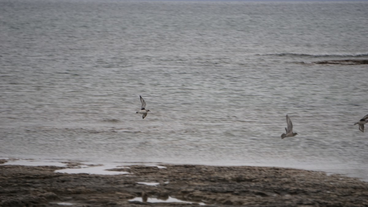 Pivieressa - ML627709782