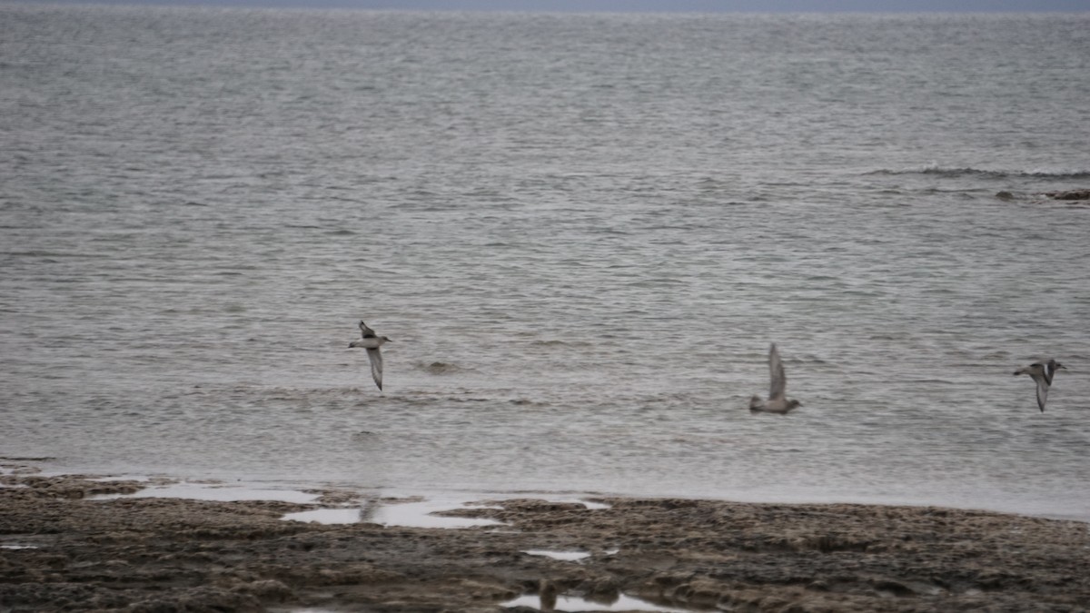 Piviere americano - ML627709800