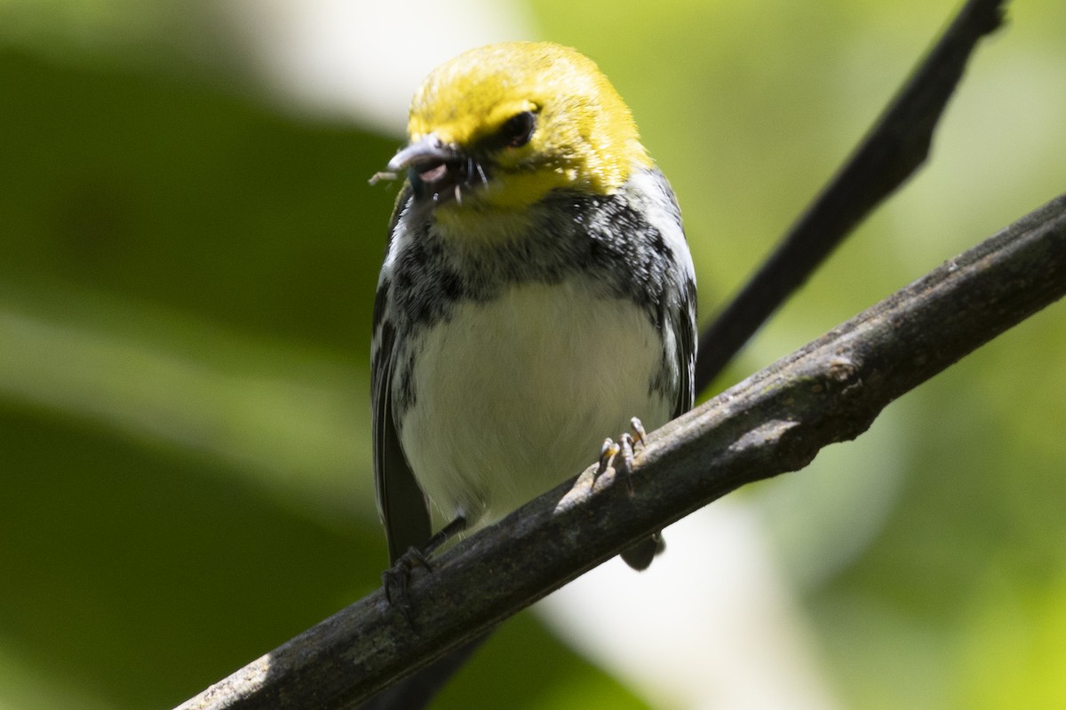 Black-throated Green Warbler - ML627709809