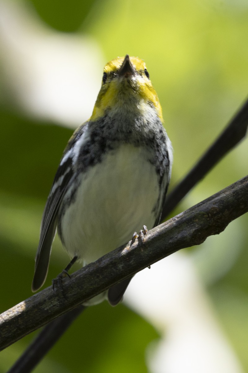 Black-throated Green Warbler - ML627709810