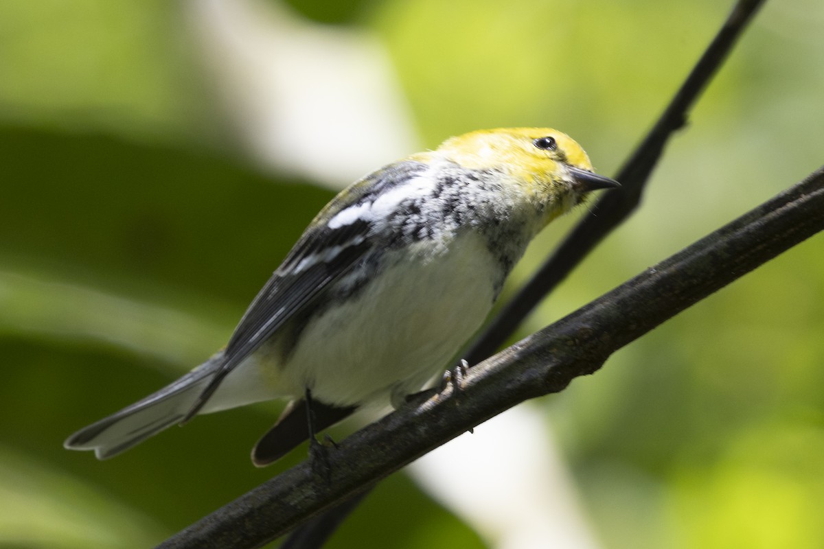 Black-throated Green Warbler - ML627709811